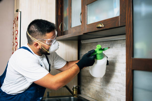 Best Wasp Removal Services  in Ozona, TX