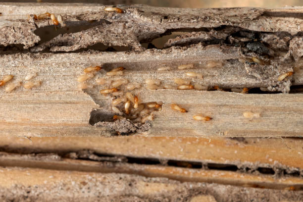 Best Best Pest Control Companies  in Ozona, TX