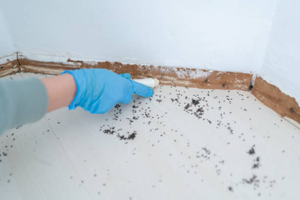 Best Pest Prevention Services  in Ozona, TX
