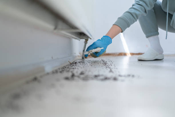 Best Ant Control Services  in Ozona, TX
